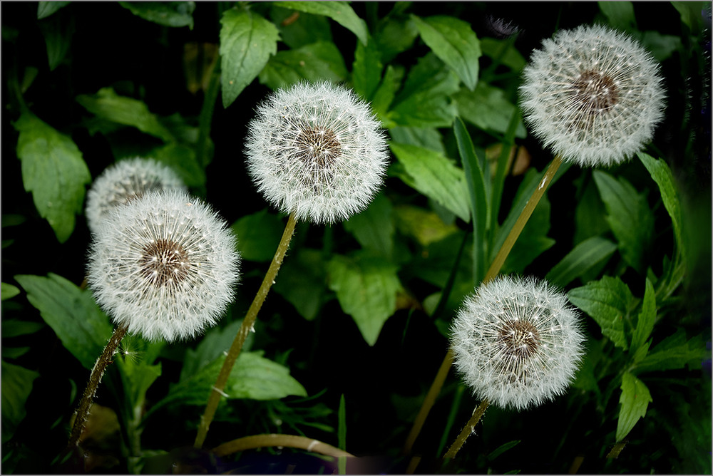 Фотографія І настане Мирна Весна. / Вiктор Ревуцький / photographers.ua