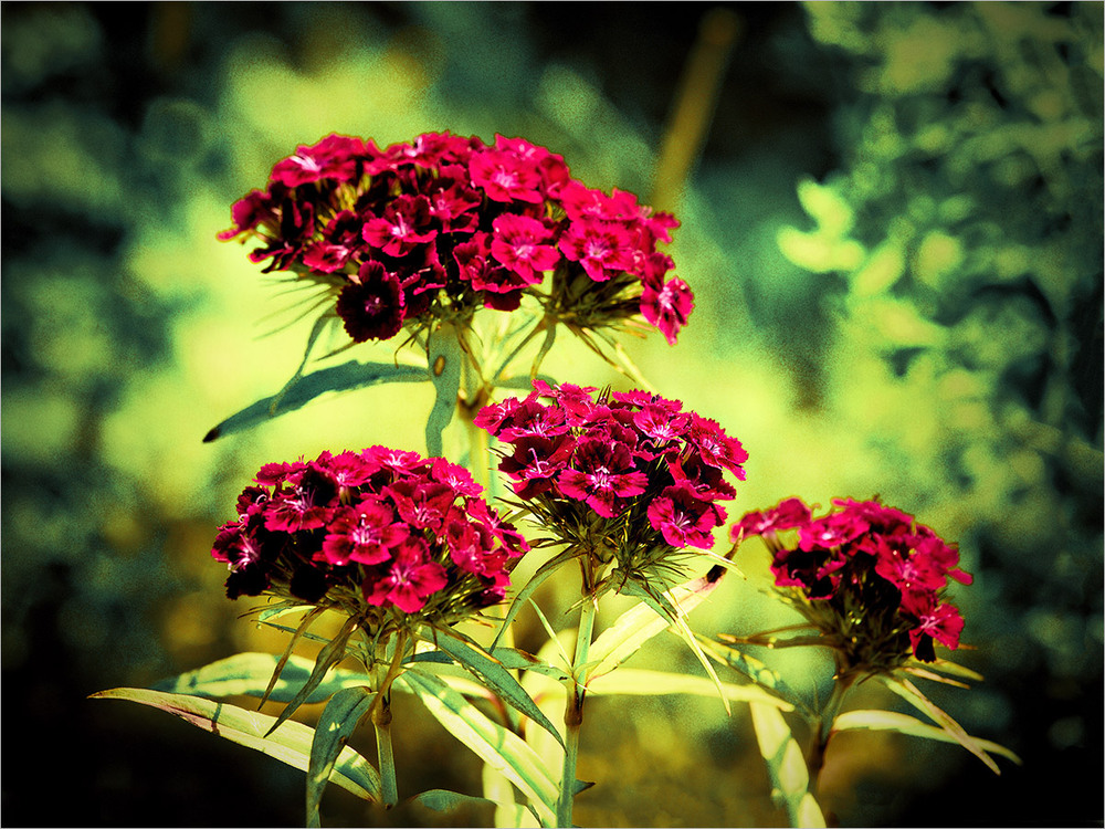 Фотографія Чарівна осінь, ніби казка, І дивовижні кольори. ... / Вiктор Ревуцький / photographers.ua