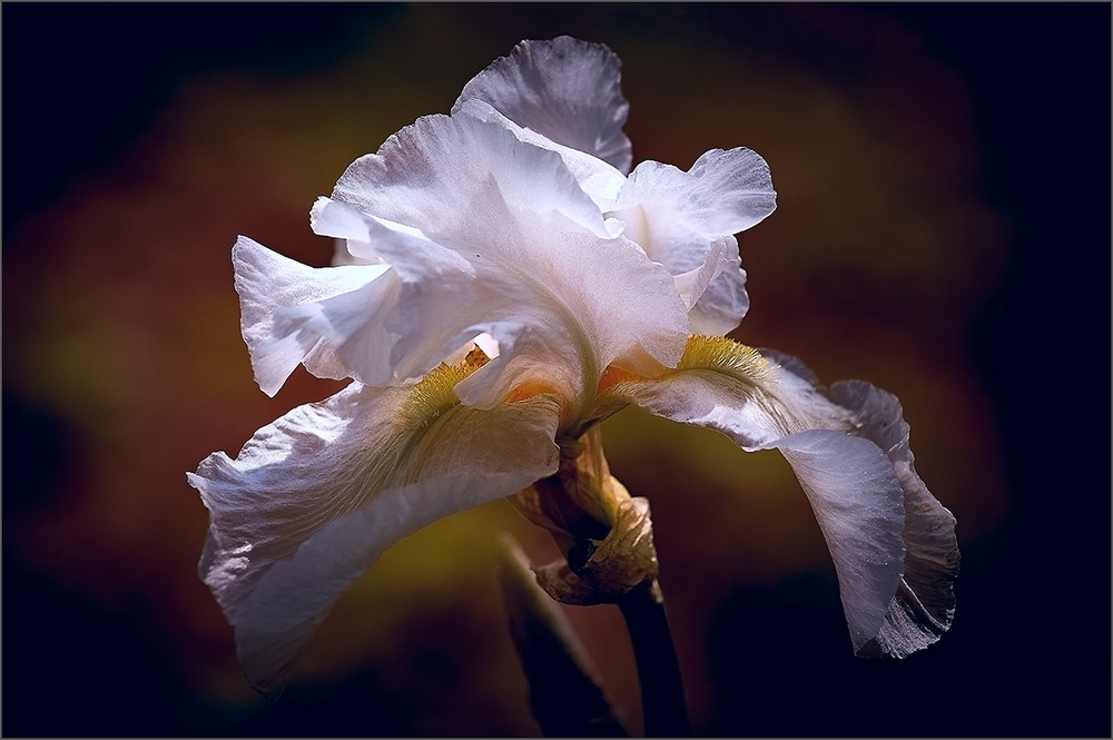 Фотографія Поцілунок Нареченої / Вiктор Ревуцький / photographers.ua