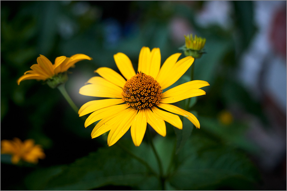 Фотографія Сонечко / Вiктор Ревуцький / photographers.ua