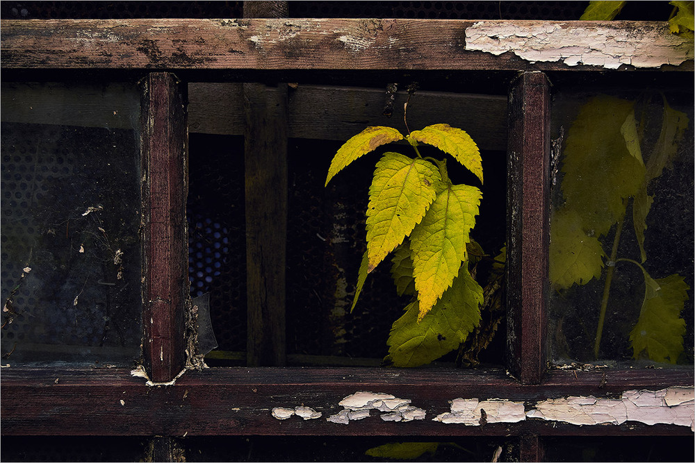 Фотографія Настав час_Вивітряна деревина. / Вiктор Ревуцький / photographers.ua