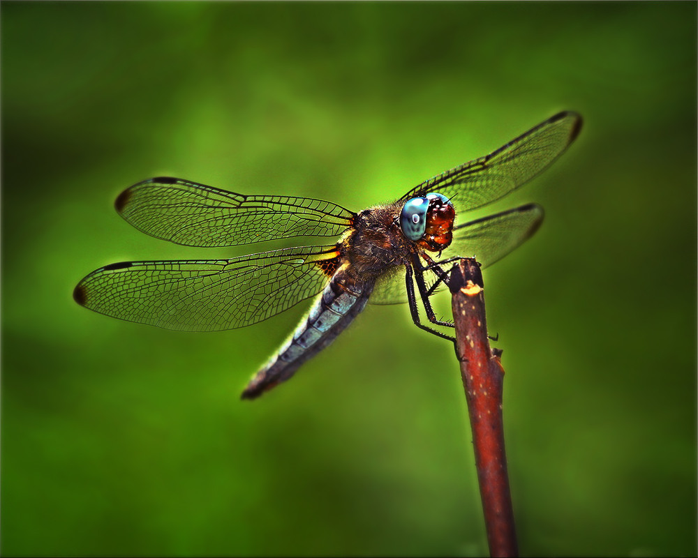 Фотографія Останні акорди минулої осені. / Вiктор Ревуцький / photographers.ua