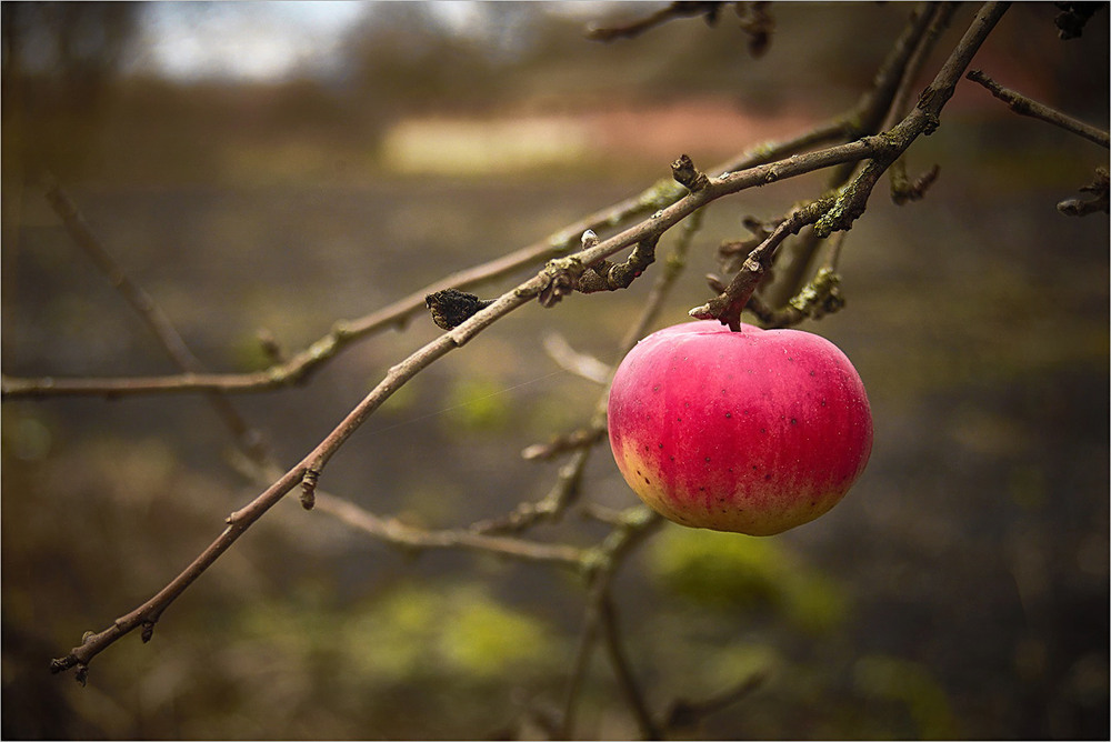 Фотографія Війна. Самотня старість. / Вiктор Ревуцький / photographers.ua