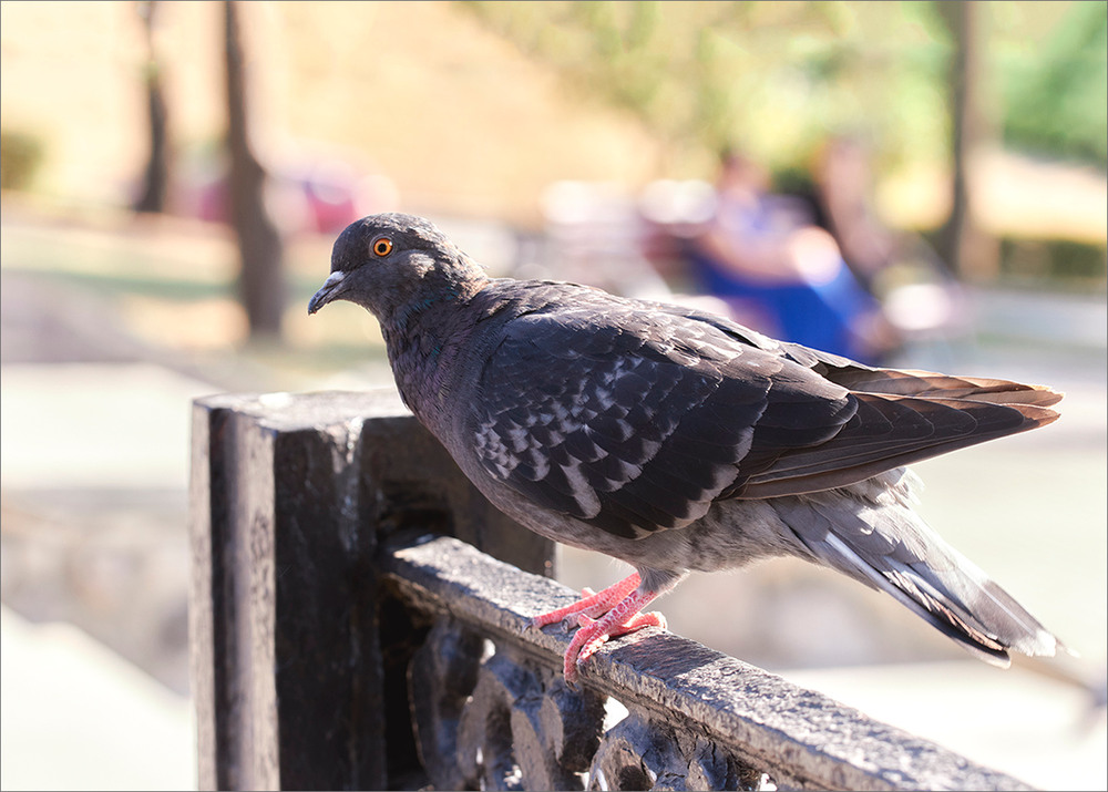 Фотографія І прилетить Диктатор Миру ! / Вiктор Ревуцький / photographers.ua