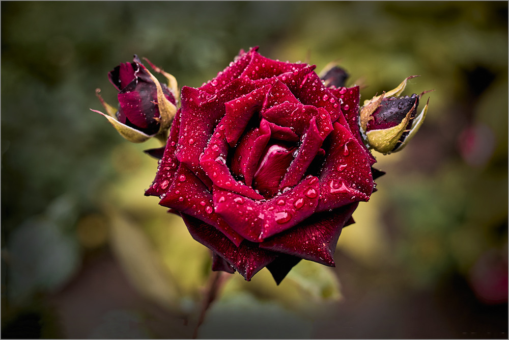 Фотографія Осінній сльози за минулим. / Вiктор Ревуцький / photographers.ua