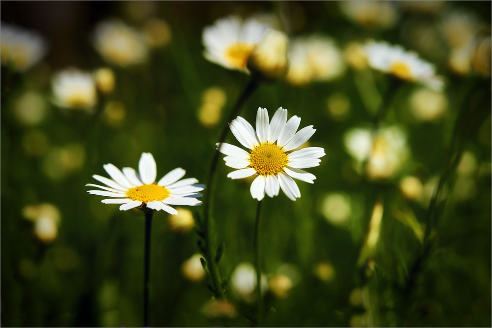 Фотографія Пісня про Дитинство. / Вiктор Ревуцький / photographers.ua