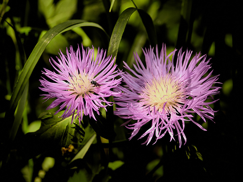 Фотографія Чарівний запах Осені. / Вiктор Ревуцький / photographers.ua