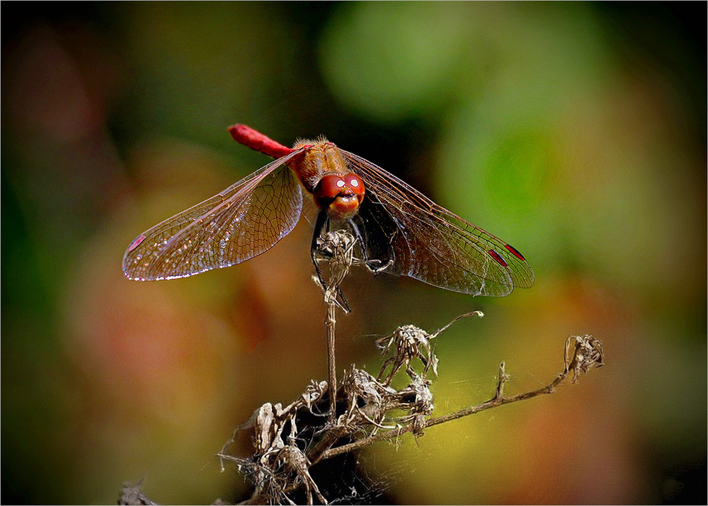 Фотографія І насолода від краси живої. / Вiктор Ревуцький / photographers.ua