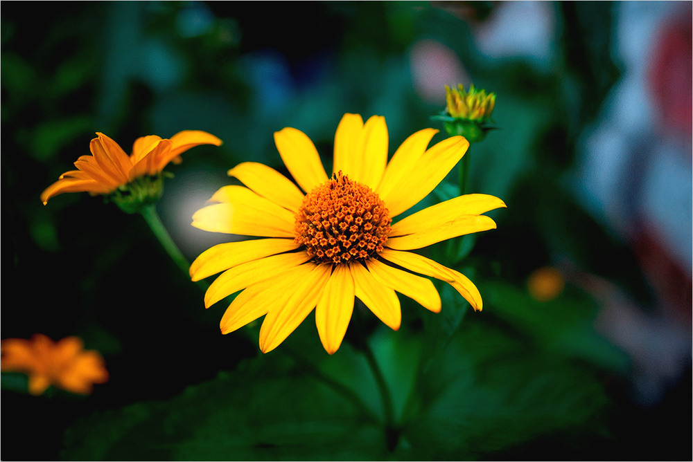 Фотографія Мир є центром тяжіння. / Вiктор Ревуцький / photographers.ua