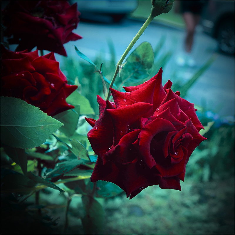 Фотографія Ох…уж...! Ці ніжки! / Вiктор Ревуцький / photographers.ua