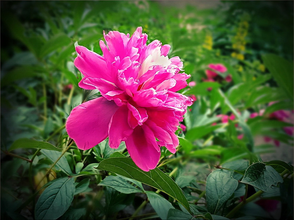 Фотографія Весна прийшла у рідний край. / Вiктор Ревуцький / photographers.ua