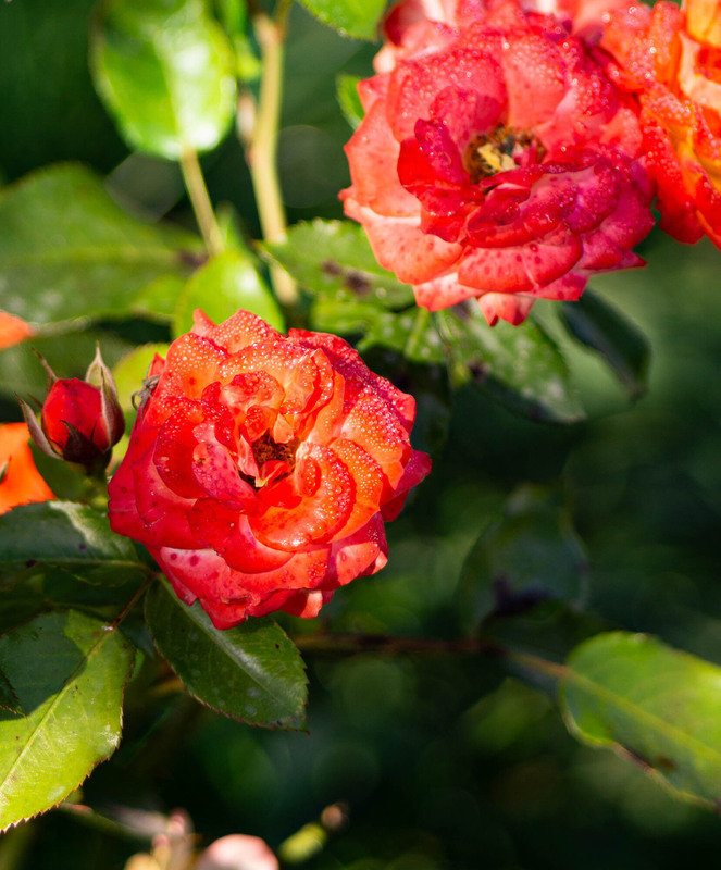 Фотографія З серії "Осінні начерки" Вересень / Olena Pachkolina / photographers.ua