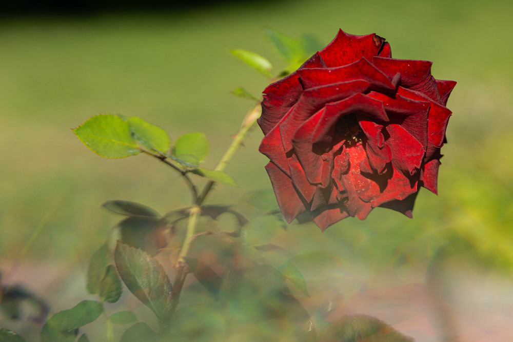 Фотографія Майже відквітла... / Olena Pachkolina / photographers.ua