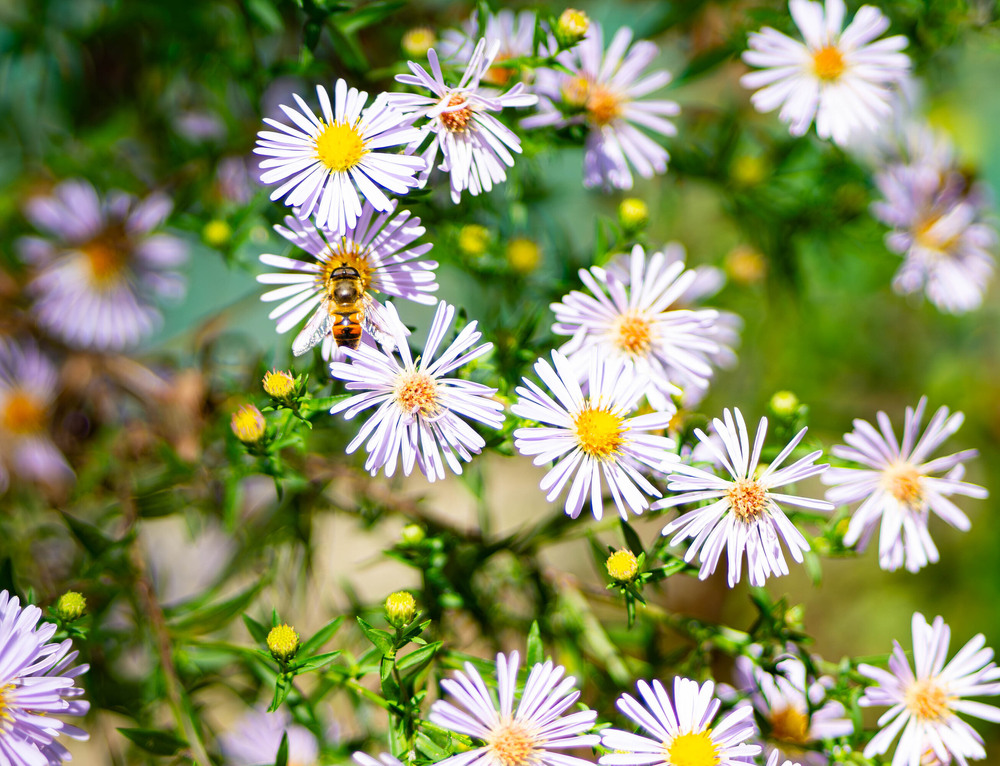 Фотографія З серії "Осінні начерки", Вересень / Olena Pachkolina / photographers.ua