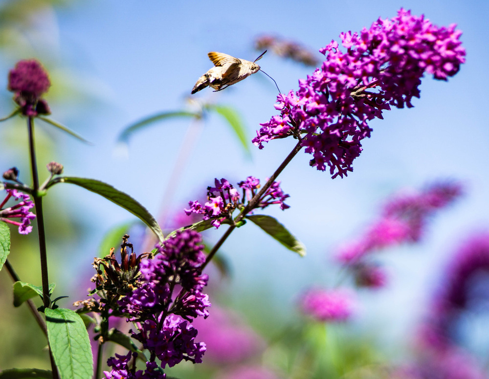 Фотографія З серії "Осінні начерки" Вересень / Olena Pachkolina / photographers.ua