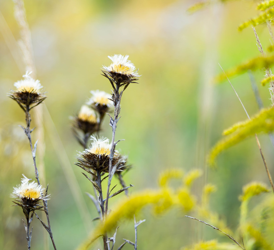 Фотографія З серії "Осінні начерки" Жовтень / Olena Pachkolina / photographers.ua