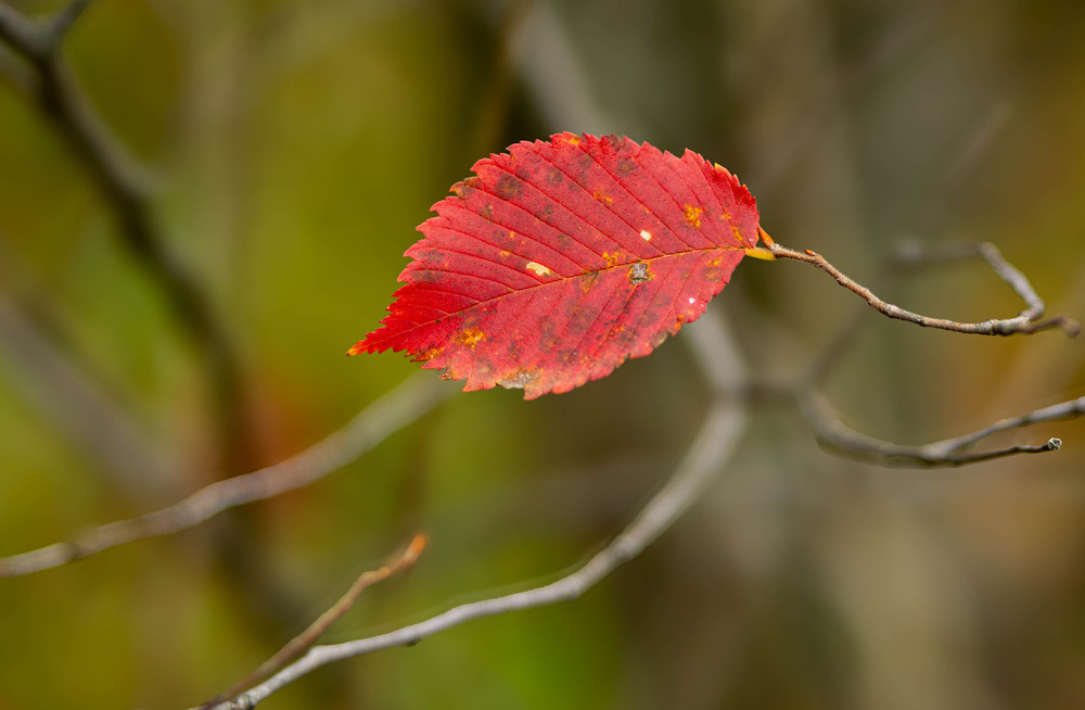Фотографія Останній листок / Olena Pachkolina / photographers.ua