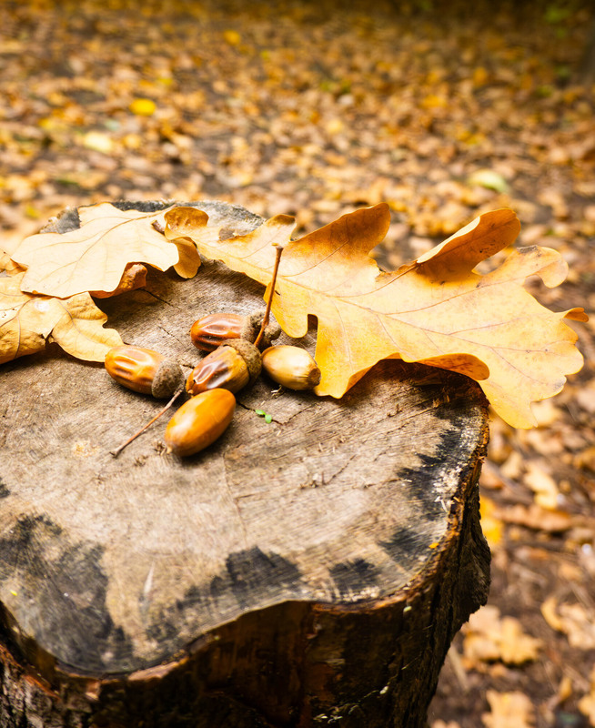 Фотографія З серії осінні начерки " Жовтень" / Olena Pachkolina / photographers.ua