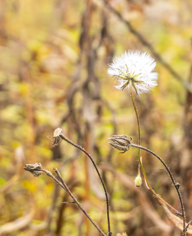 Фотографія Осінні начерки " Жовтень" / Olena Pachkolina / photographers.ua