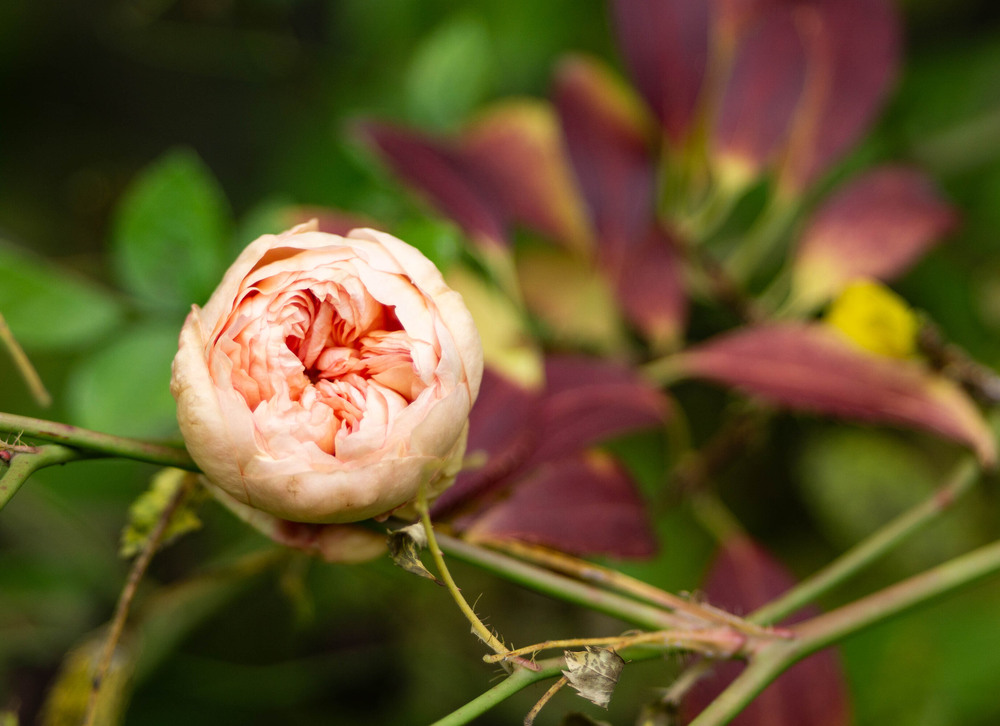 Фотографія Троянда / Olena Pachkolina / photographers.ua