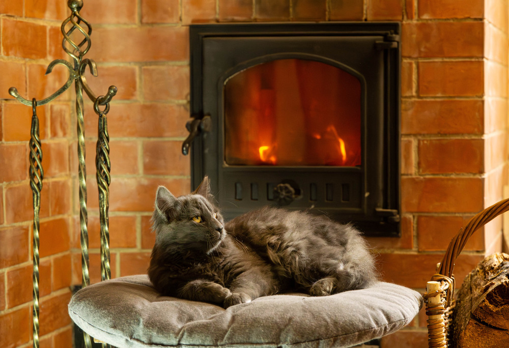 Фотографія Незабаром зима, тому найкращі місця біля печі вже заброньовано / Olena Pachkolina / photographers.ua