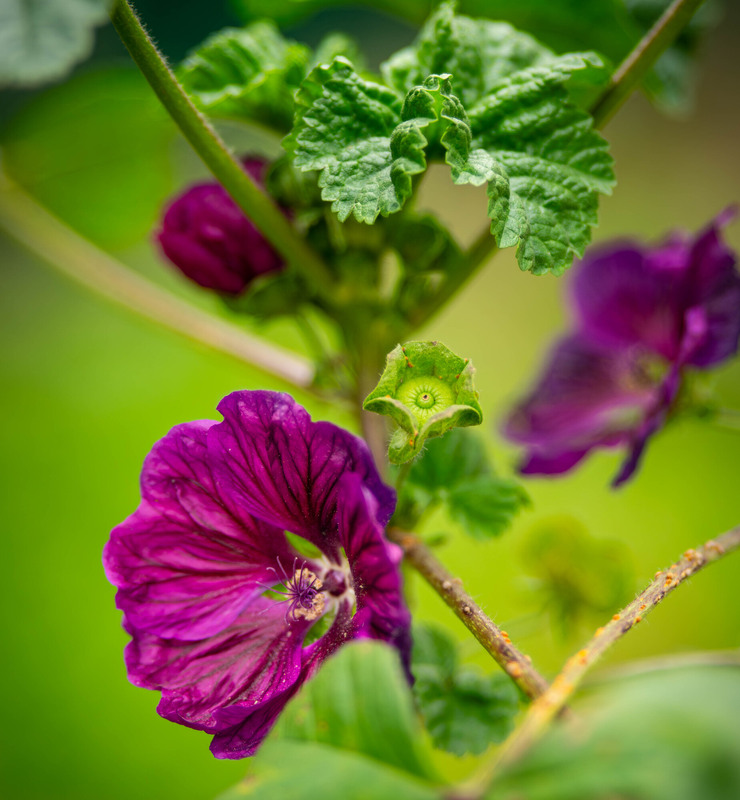 Фотографія Яскраві барви осені / Olena Pachkolina / photographers.ua