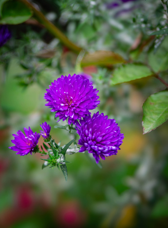 Фотографія Яскраві барви осені / Olena Pachkolina / photographers.ua