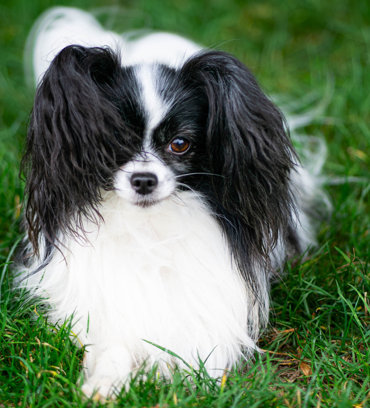 Фотографія Собака-метелик / Olena Pachkolina / photographers.ua