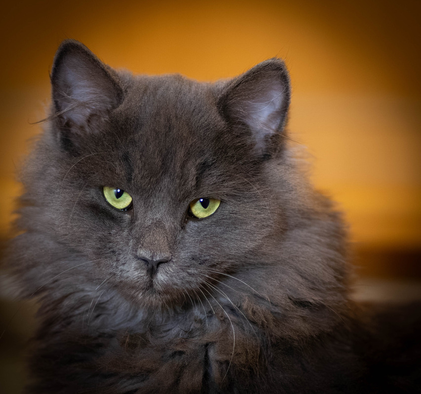 Фотографія Сірий кардинал / Olena Pachkolina / photographers.ua