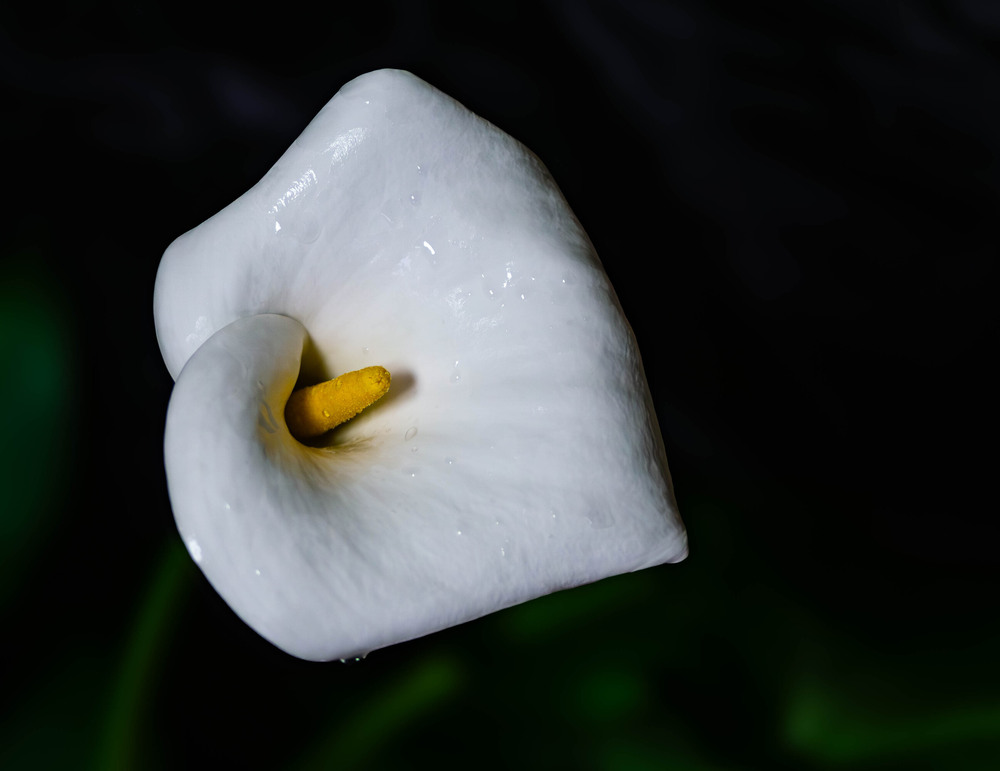 Фотографія Кала, або по-іншому білокрильник / Olena Pachkolina / photographers.ua