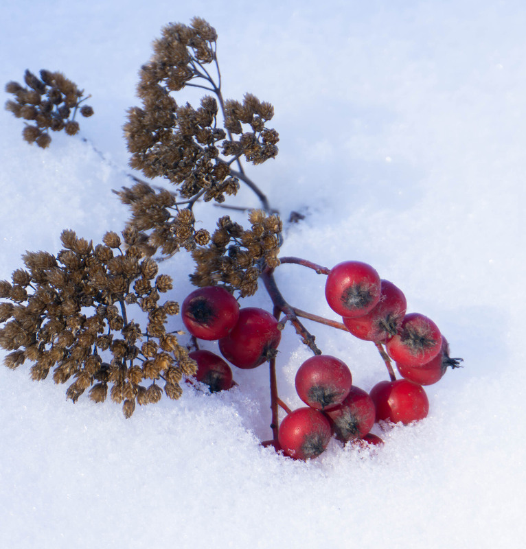 Фотографія Зимовий букет / Olena Pachkolina / photographers.ua