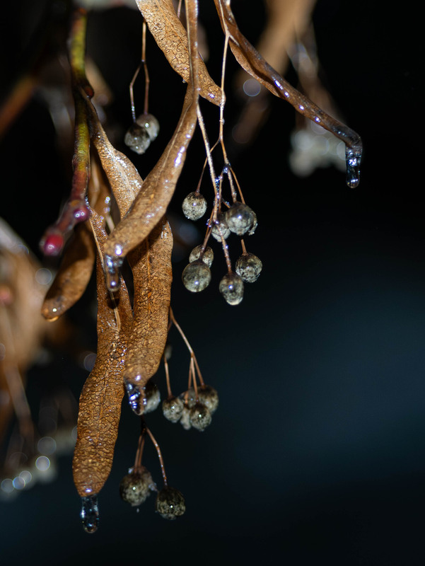 Фотографія "Крижані сережки" / Olena Pachkolina / photographers.ua