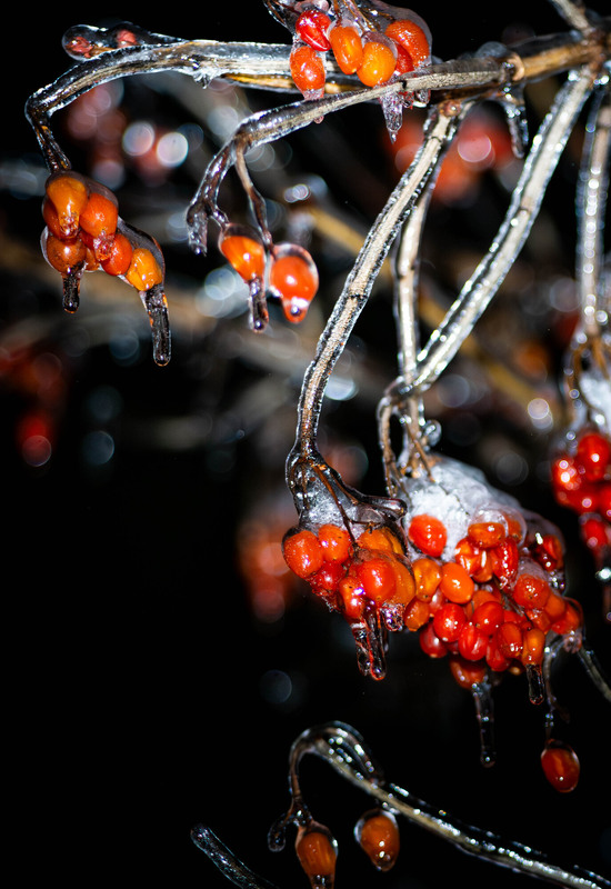 Фотографія У крижаному полоні / Olena Pachkolina / photographers.ua