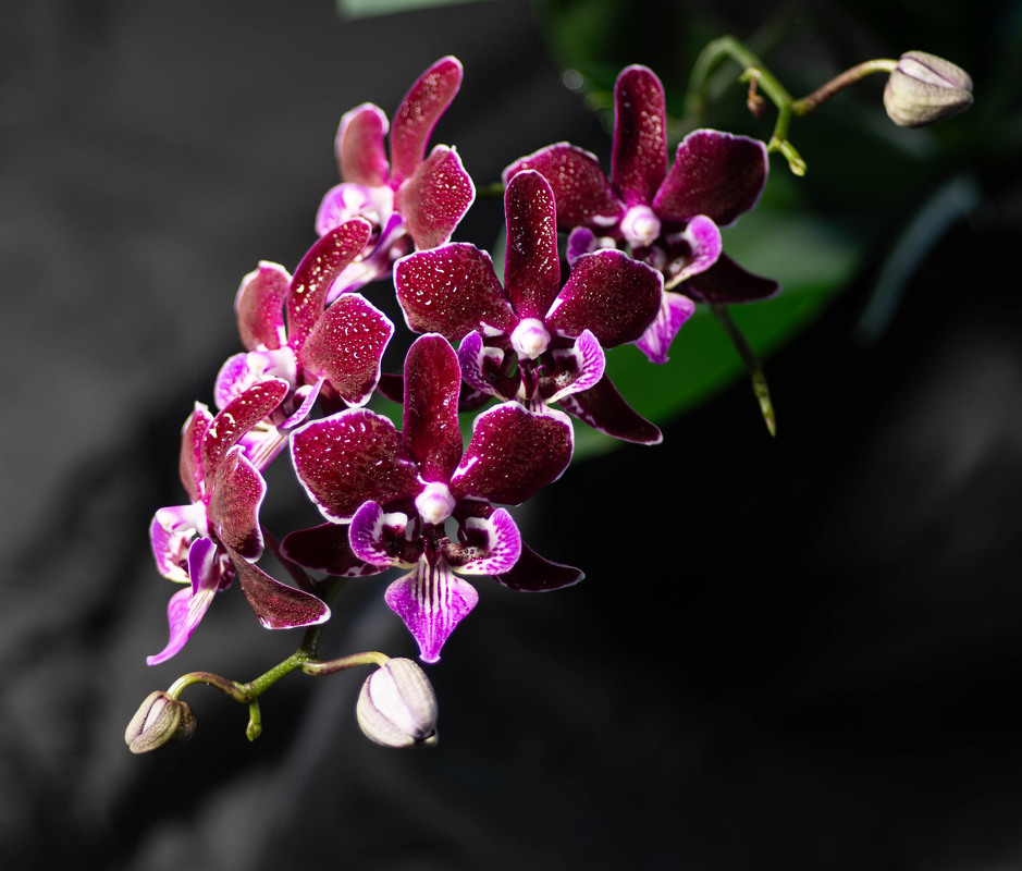 Фотографія Червона орхідея / Olena Pachkolina / photographers.ua