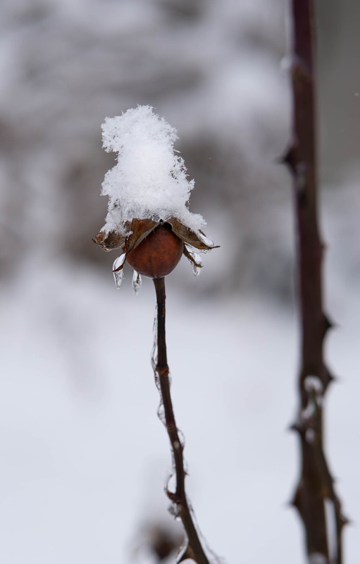 Фотографія Сніжна троянда / Olena Pachkolina / photographers.ua