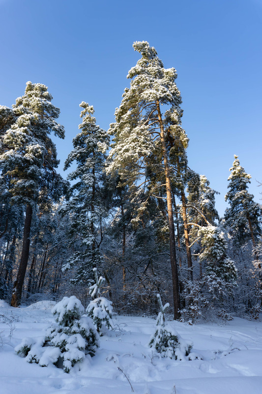 Фотографія Мороз і сонце .... / Olena Pachkolina / photographers.ua