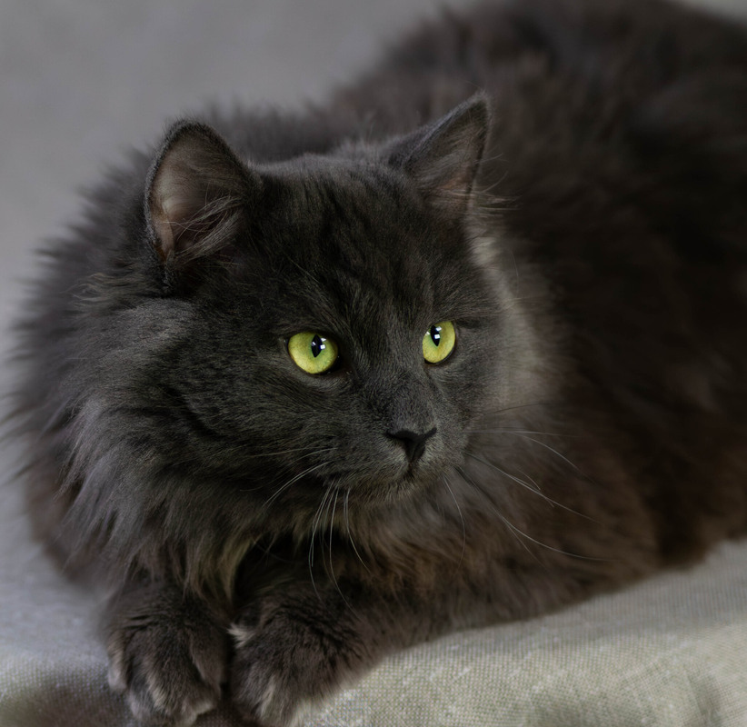 Фотографія Містичний персонаж.. / Olena Pachkolina / photographers.ua