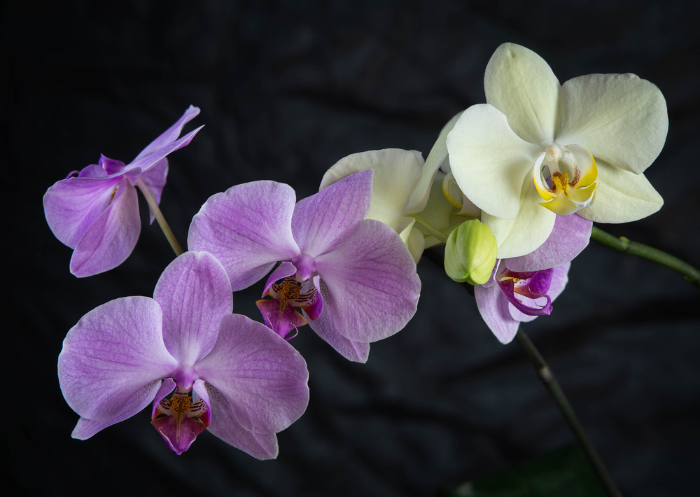 Фотографія Два кольори / Olena Pachkolina / photographers.ua