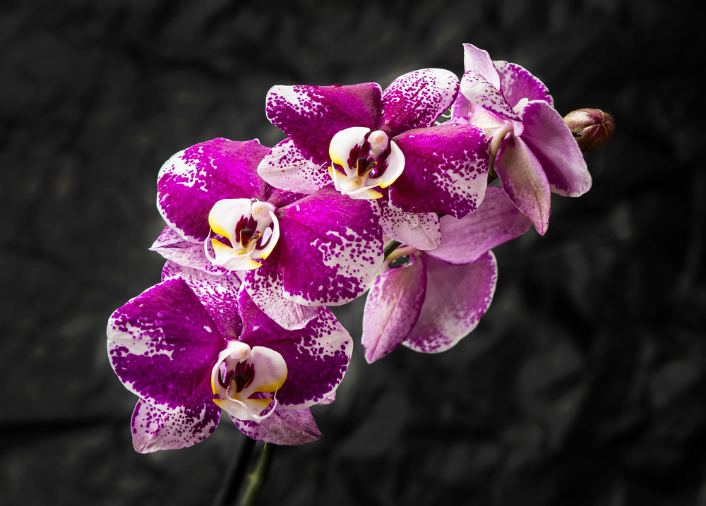 Фотографія З серії Яскравий світ орхідей / Olena Pachkolina / photographers.ua