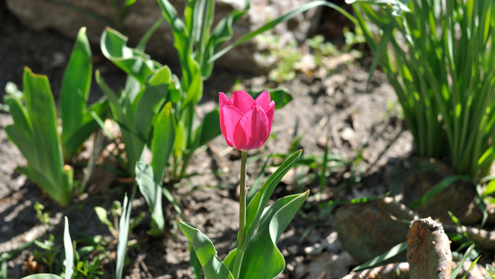 Фотографія Еще тюльпанчик ) / Олег Шебеко / photographers.ua