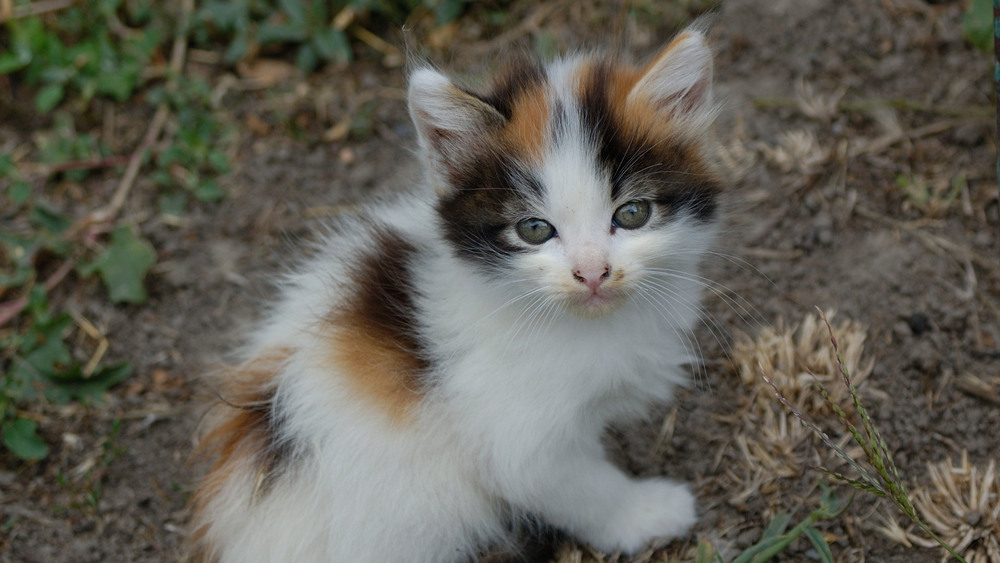 Фотографія Поесть - поел, а умыться забыл / Олег Шебеко / photographers.ua