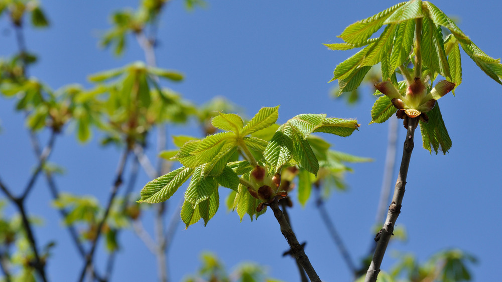 Фотографія Молодой каштанчик / Олег Шебеко / photographers.ua