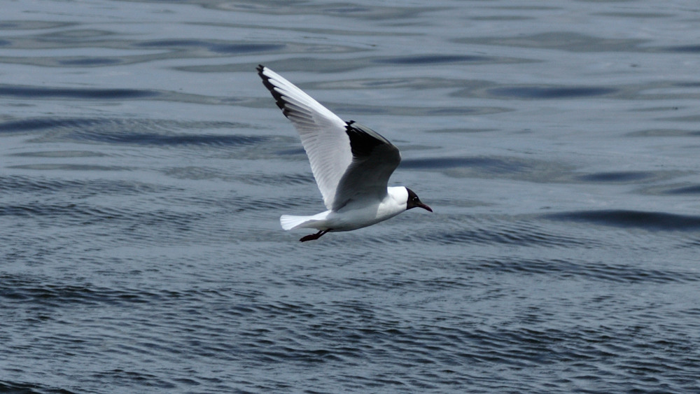 Фотографія Редкая птица долетит до середины Днепра / Олег Шебеко / photographers.ua