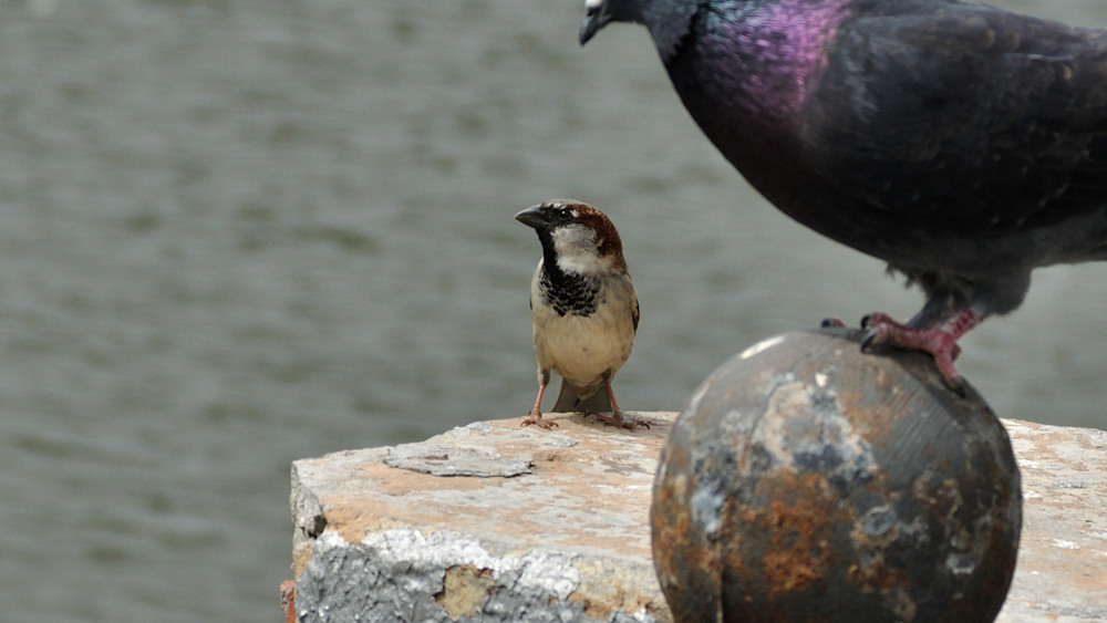 Фотографія А я маленький такой! / Олег Шебеко / photographers.ua