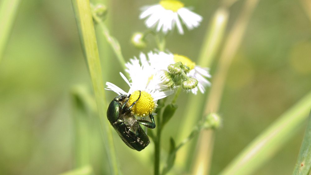 Фотографія Доїдаю ромашку :) / Олег Шебеко / photographers.ua
