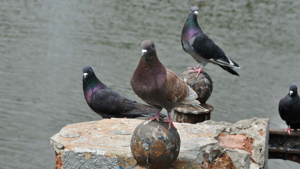 Фотографія Босс и телохранители / Олег Шебеко / photographers.ua