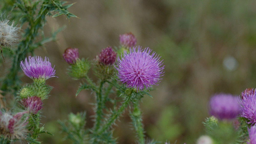 Фотографія Красивый, но колючий / Олег Шебеко / photographers.ua