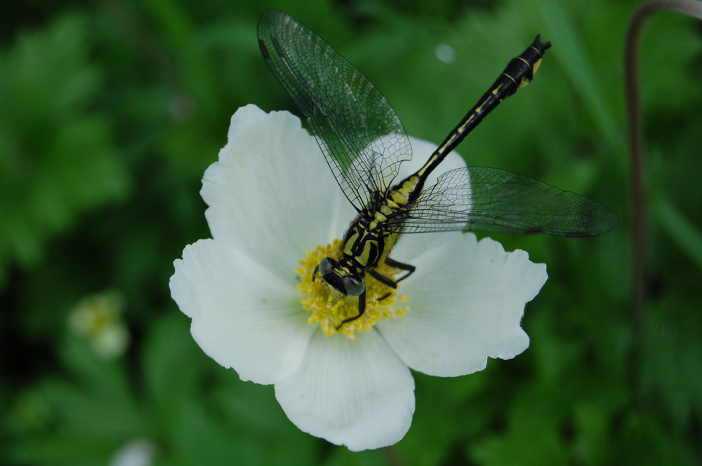 Фотографія Вертолёт ) / Олег Шебеко / photographers.ua