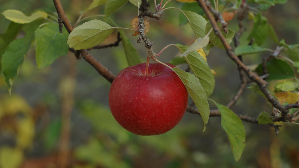Фотографія Осеннее яблочко / Олег Шебеко / photographers.ua