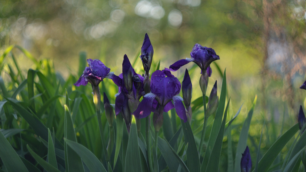 Фотографія Ирисы и "крученое" боке 44-го Гелиоса :) / Олег Шебеко / photographers.ua